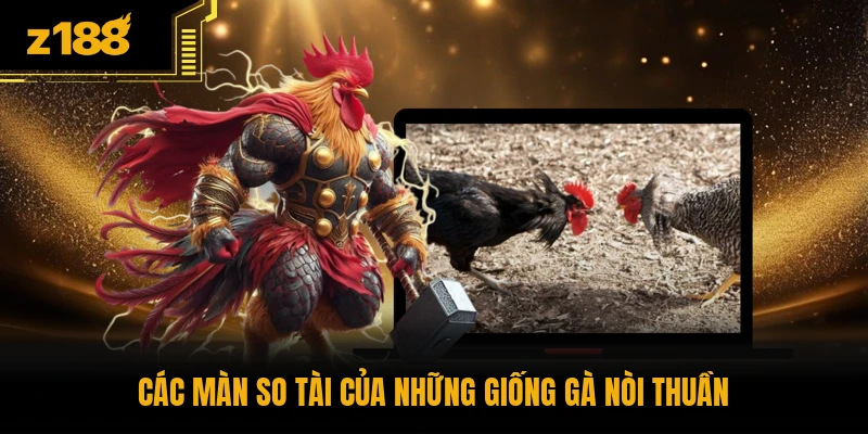Các màn so tài của những giống gà nòi thuần