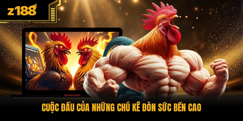 Cuộc đấu của những chú kê đòn sức bền cao