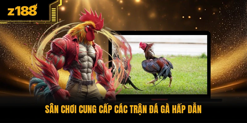 Sân chơi cung cấp các trận đá gà hấp dẫn
